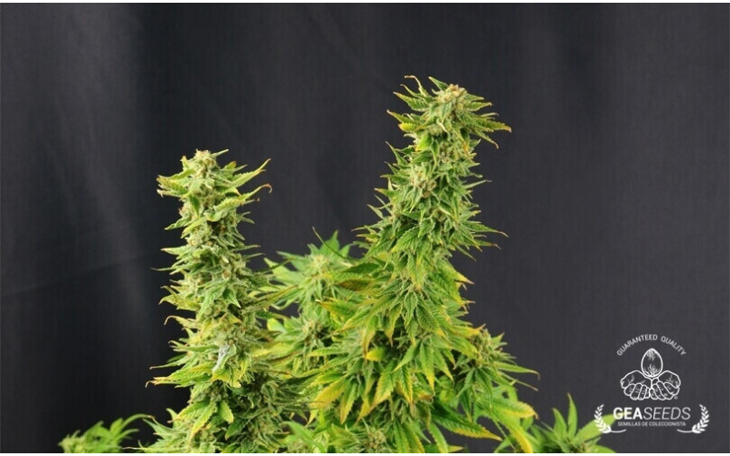 Auto Super Skunk Gea Seeds Auto Super Skunk Gea Seeds