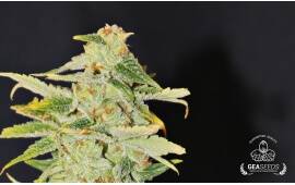 Auto Super Skunk Gea Seeds