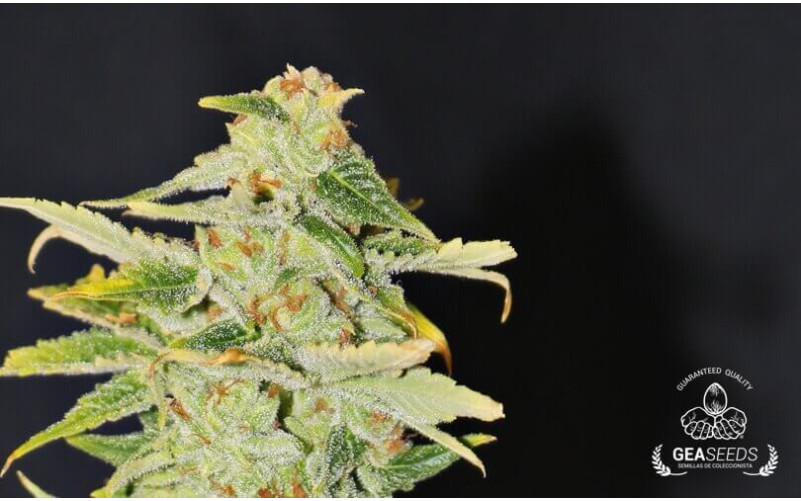Auto Super Skunk Gea Seeds Auto Super Skunk Gea Seeds