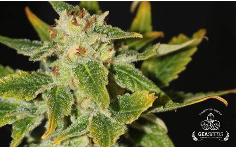 Auto Super Skunk Gea Seeds Auto Super Skunk Gea Seeds