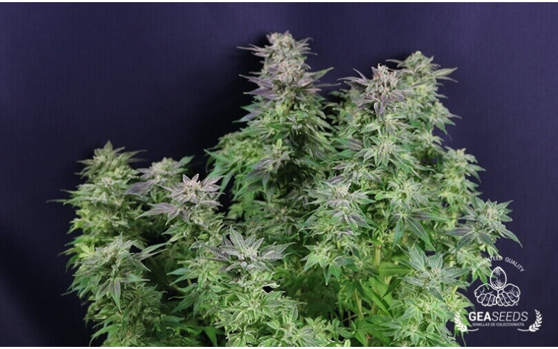 Auto Widow Gea Seeds Auto Widow Gea Seeds