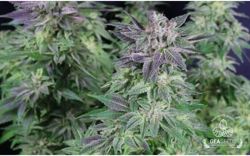 Auto Widow Gea Seeds Auto Widow Gea Seeds