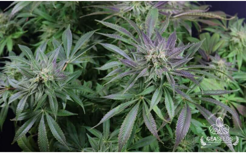 Auto Widow Gea Seeds Auto Widow Gea Seeds