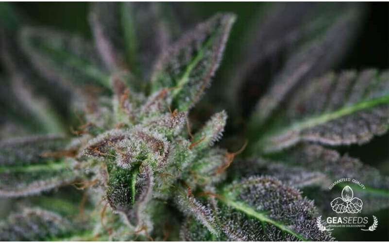 Auto Widow Gea Seeds Auto Widow Gea Seeds