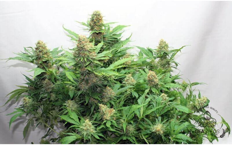 Bubble Fruit Bubble Fruit