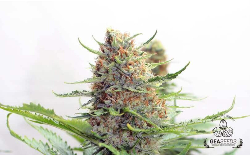 Bubble Fruit Bubble Fruit