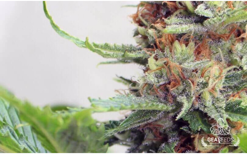 Bubble Fruit Bubble Fruit