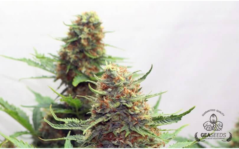 Bubble Fruit Bubble Fruit