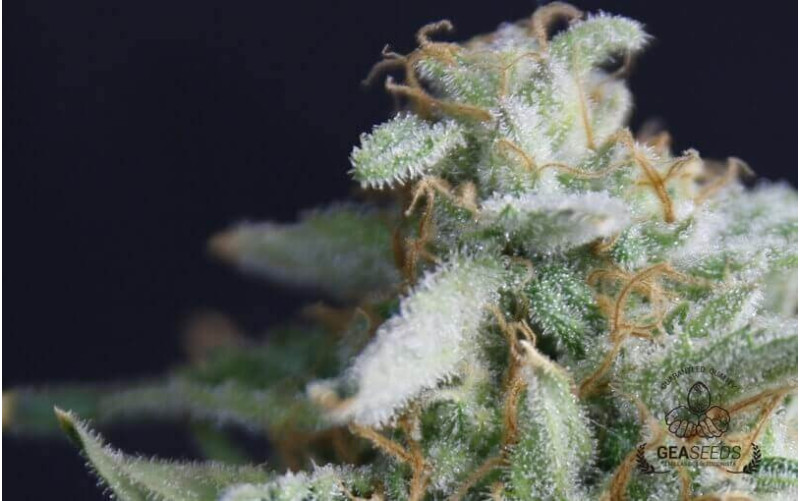 Critical Mango Critical Mango