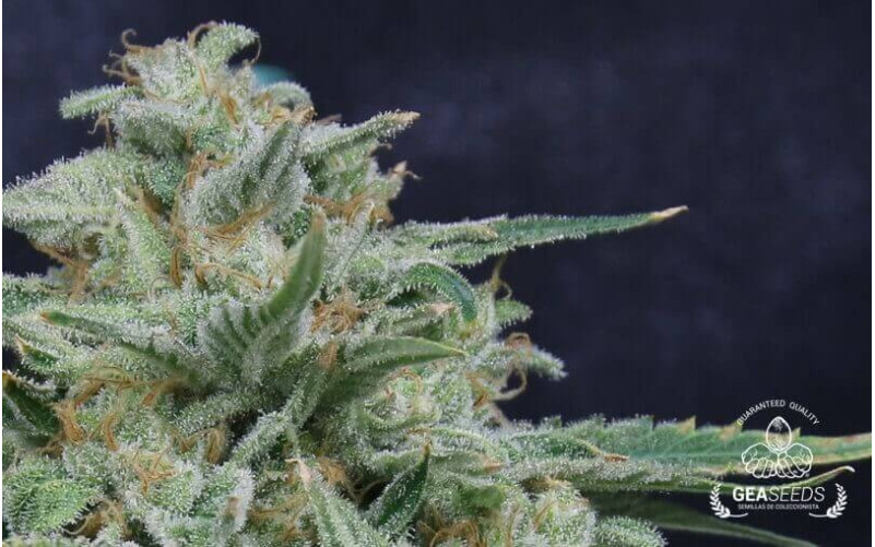 Critical Mango Critical Mango