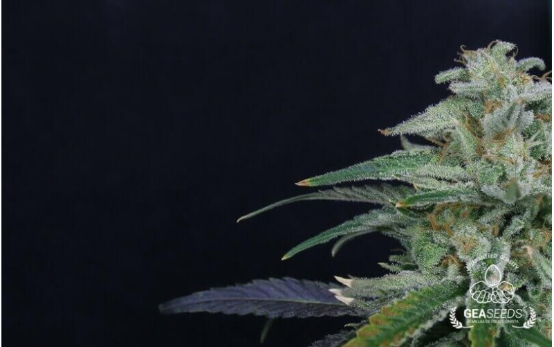 Critical Mango Critical Mango