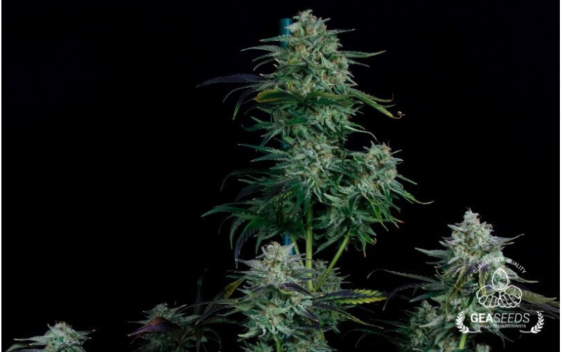 Critical Mango Critical Mango