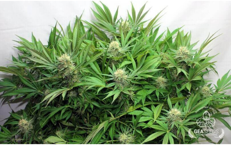 Jack Orange Jack Orange