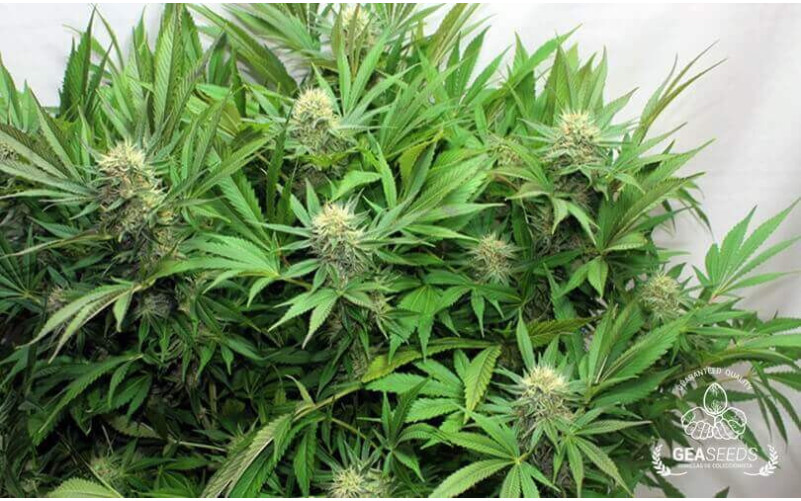 Jack Orange Jack Orange