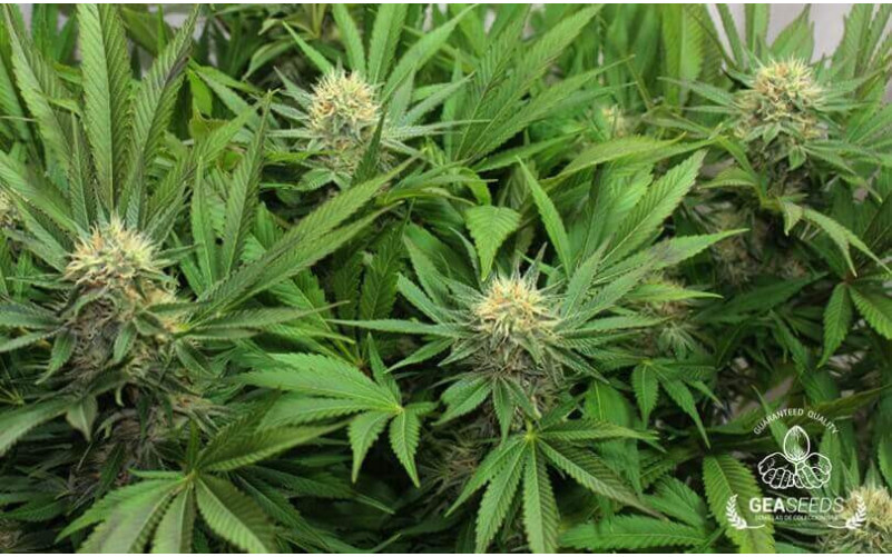 Jack Orange Jack Orange