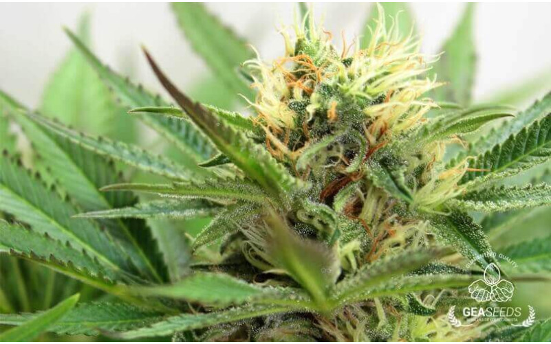 Jack Orange Jack Orange