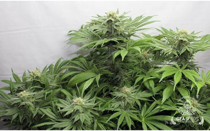 White Rusian Feminizada