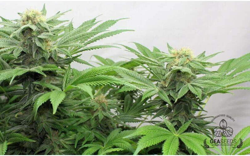 White Rusian Feminizada