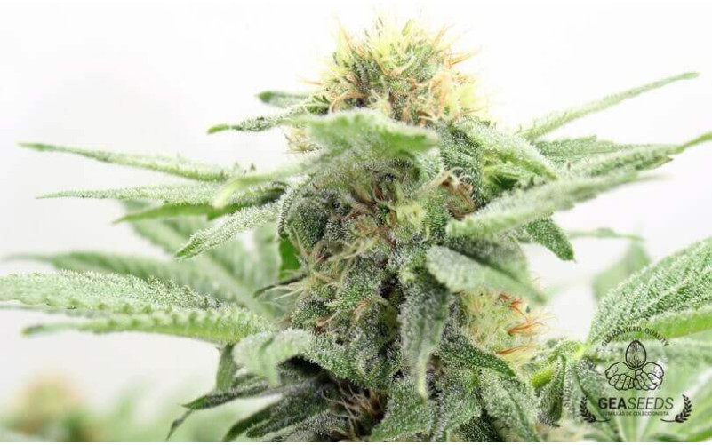 White Rusian Feminizada