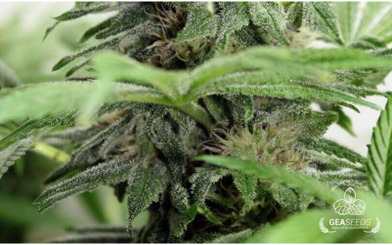 White Rusian Feminizada