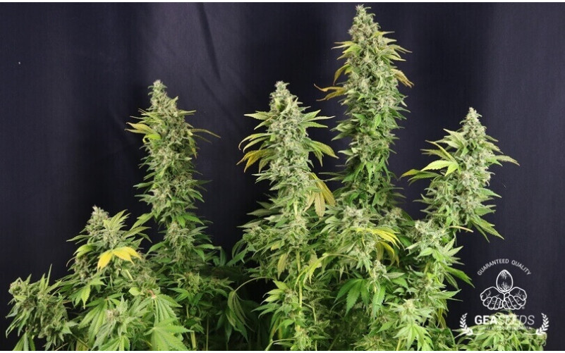 Super Skunk Super Skunk