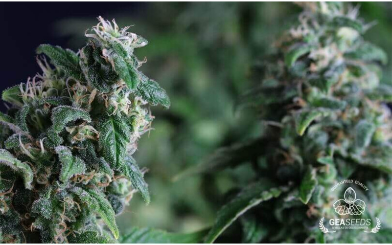 Super Skunk Super Skunk