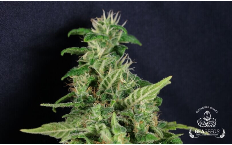 Super Skunk Super Skunk