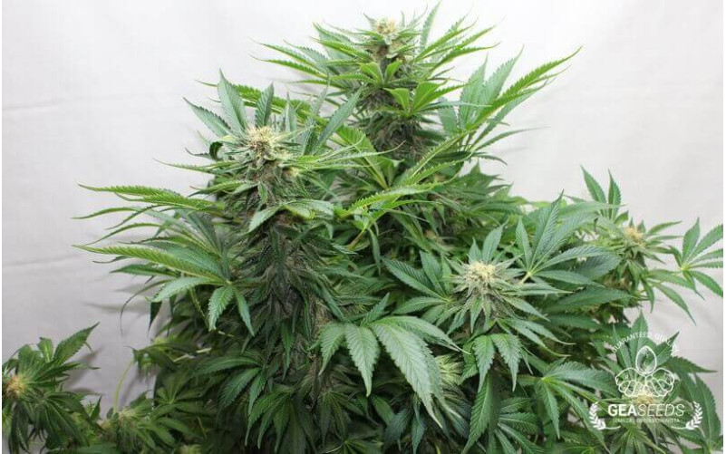 Caramelate Feminizada Caramelate Feminizada