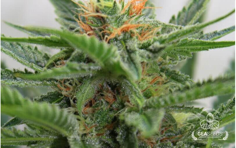 Caramelate Feminizada