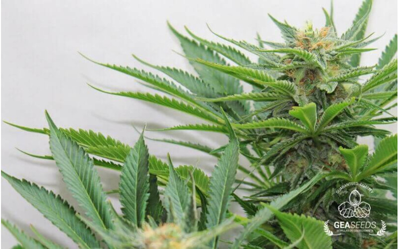 Caramelate Feminizada