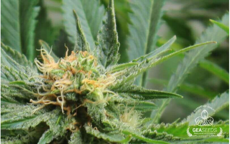 Caramelate Feminizada Caramelate Feminizada