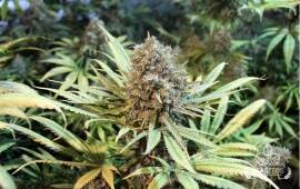 Hard Diesel Feminizada