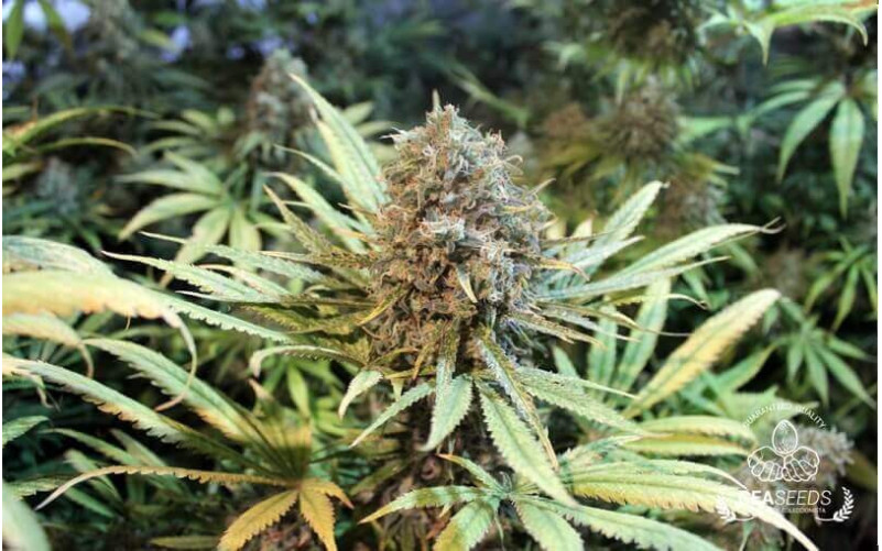 Hard Diesel Feminizada Hard Diesel Feminizada