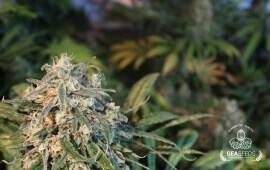 Hard Diesel Feminizada