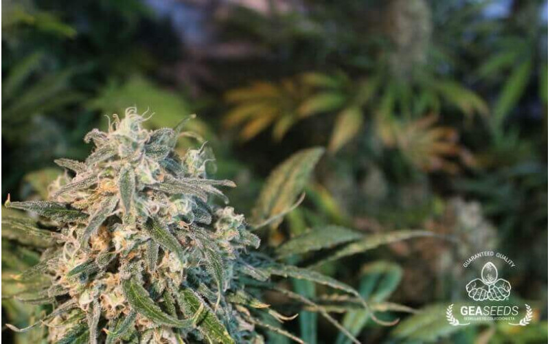 Hard Diesel Feminizada Hard Diesel Feminizada