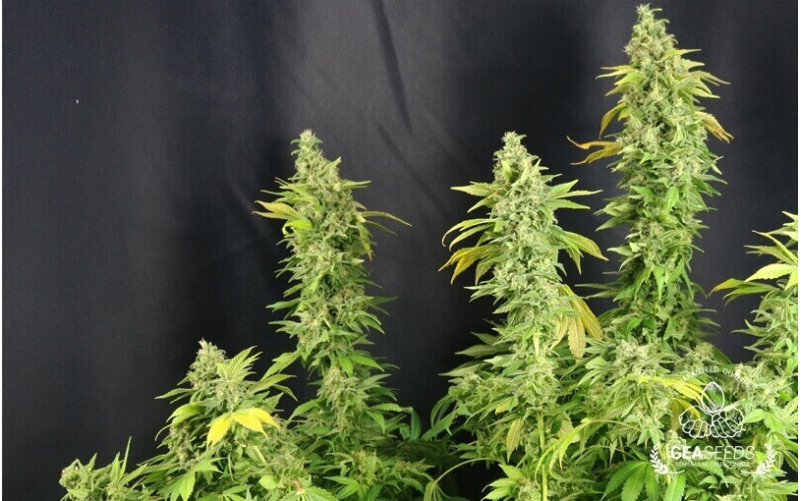 Critical ++ Critical ++