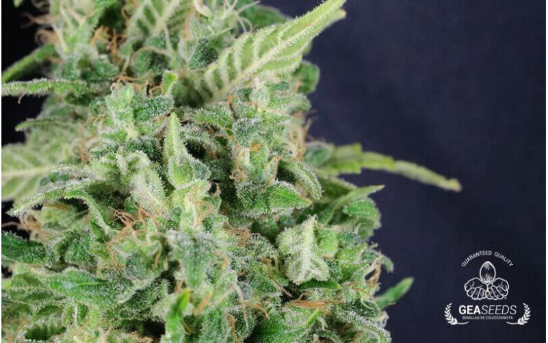 Critical ++ Critical ++