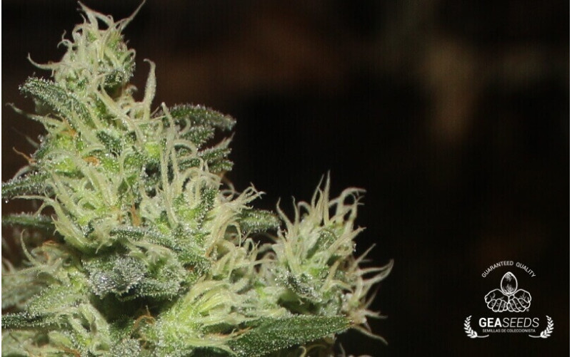 Critical ++ Critical ++