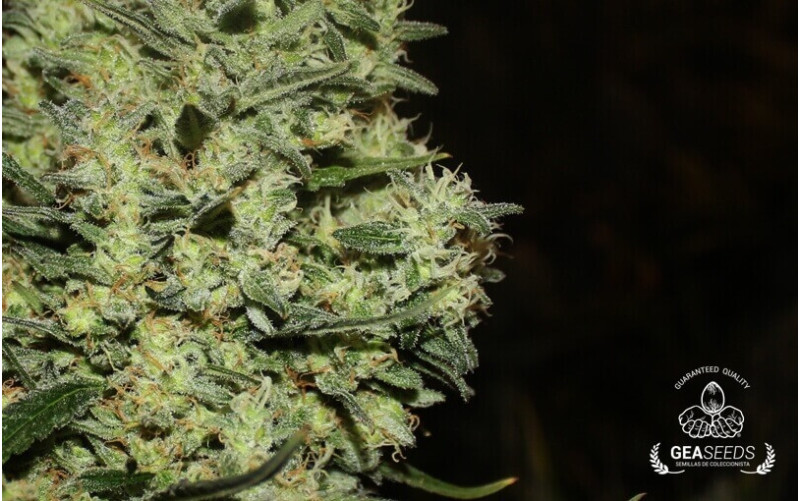 Critical ++ Critical ++