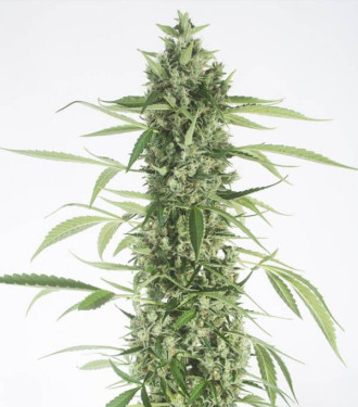 Moby Dick XXL - Dinafem