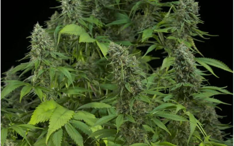 Santa Sativa - Dinafem