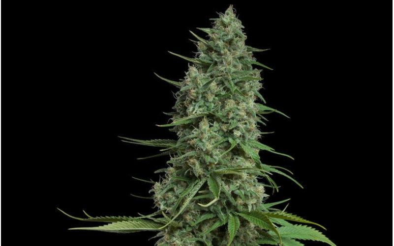 Santa Sativa - Dinafem