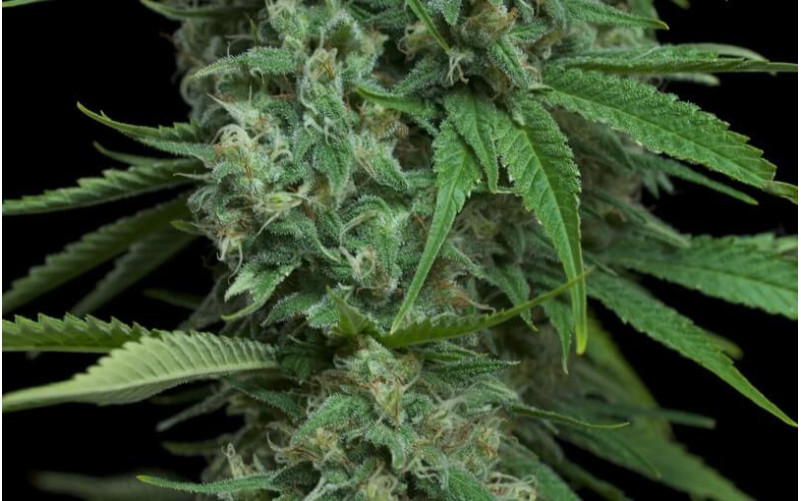 Santa Sativa - Dinafem