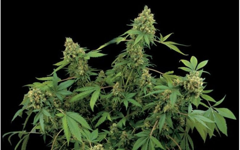 Santa Sativa - Dinafem