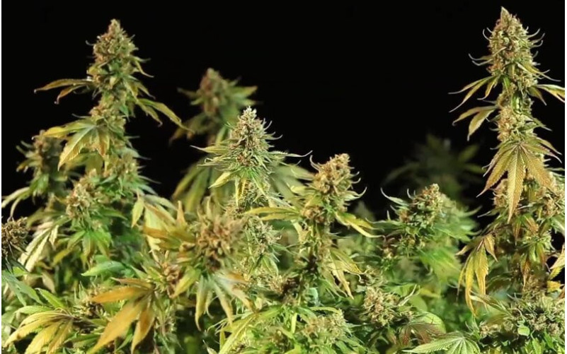 OG Kush - Dinafem OG Kush - Dinafem