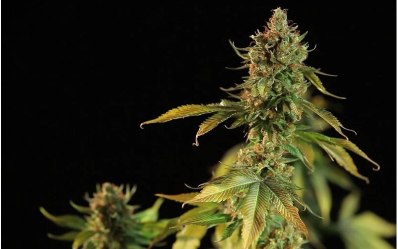 OG Kush - Dinafem OG Kush - Dinafem