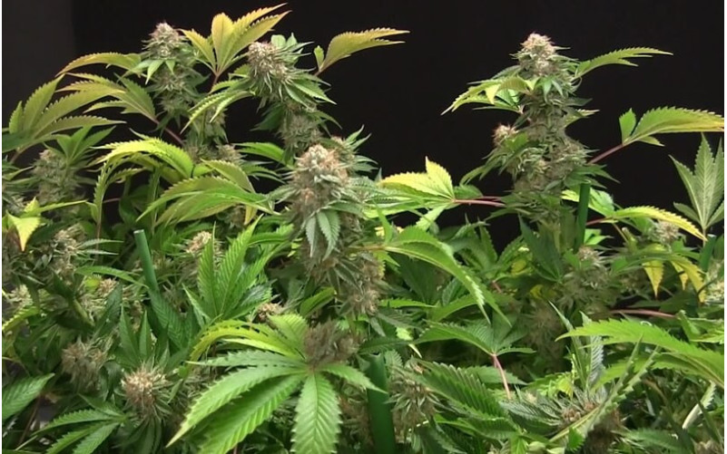 OG Kush - Dinafem OG Kush - Dinafem