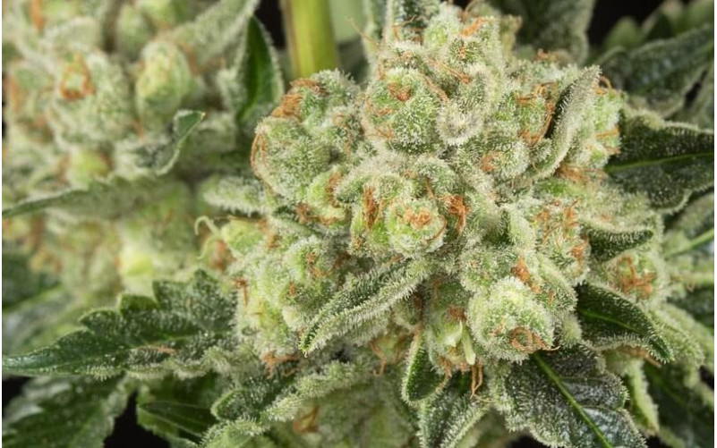 OG Kush - Dinafem OG Kush - Dinafem