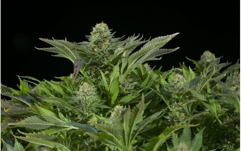 White Widow - Dinafem White Widow - Dinafem