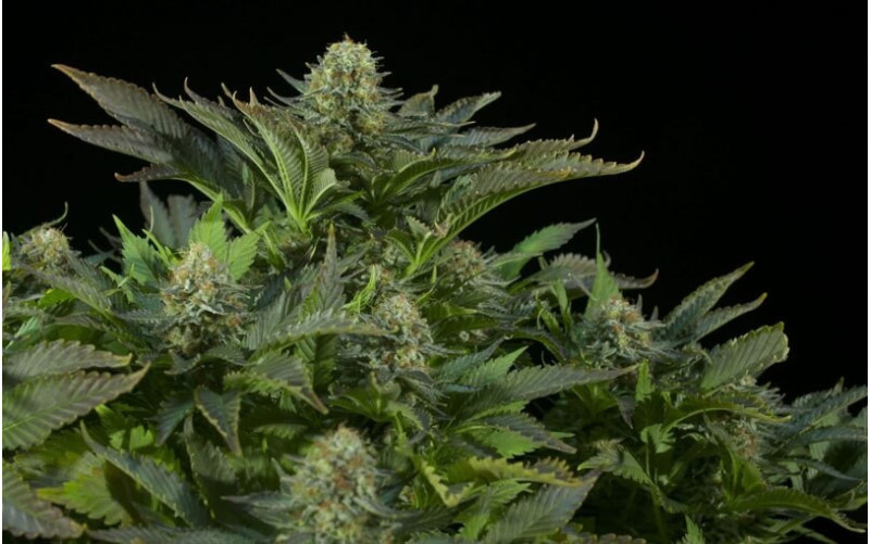 White Widow - Dinafem White Widow - Dinafem